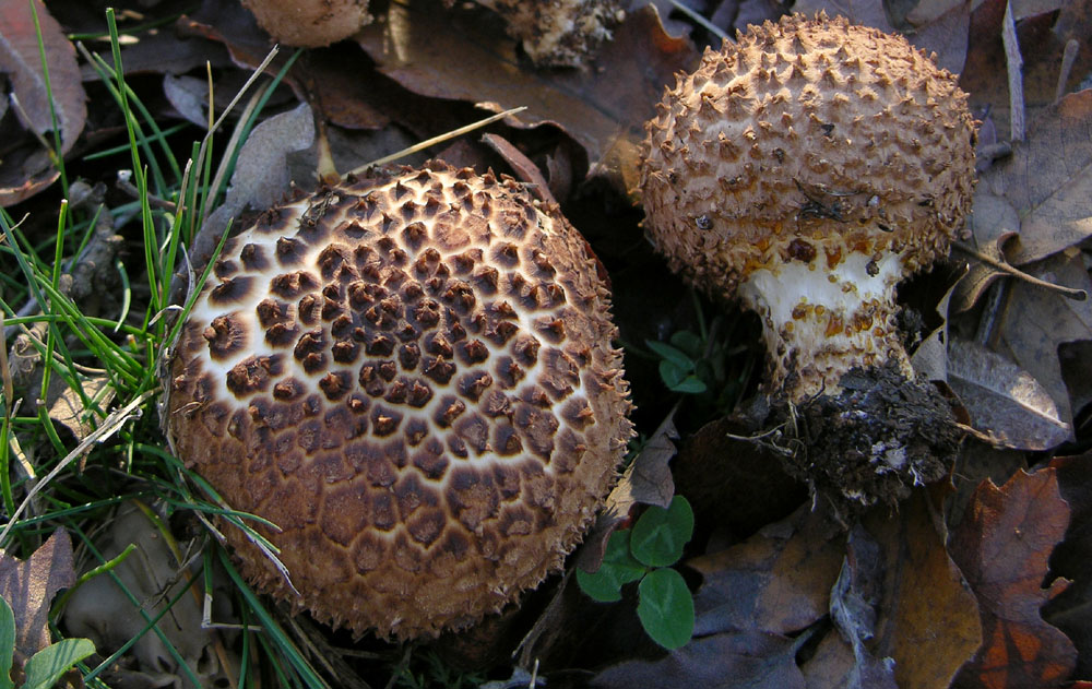 Bellissimo fungo barbuto